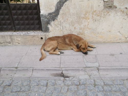 cute dog asleep