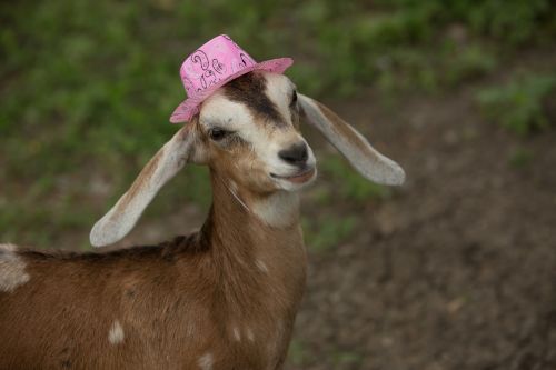 cute pink goat