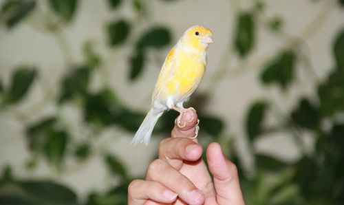 cute yellow bird