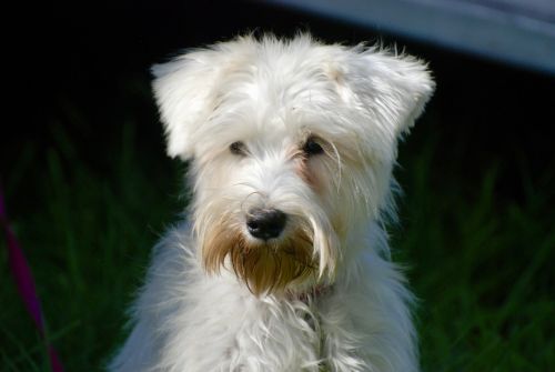 cute white dog