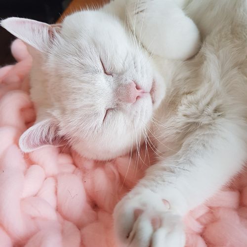 cute fluffy cat