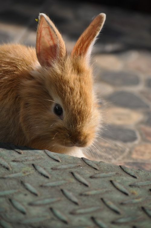 cute mammal rodent