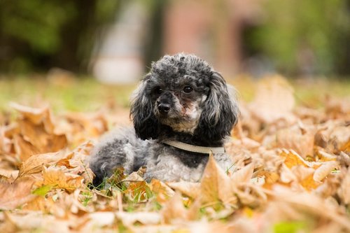 cute  dog  poodle