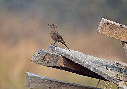 cute  bird  little