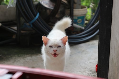 cute  cat  white