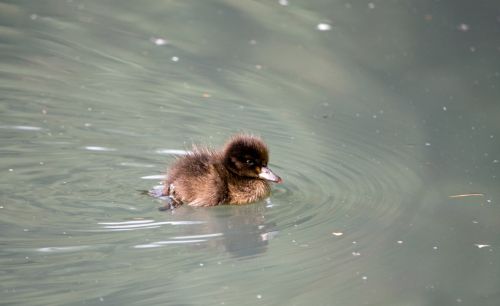Cute Baby Duckling