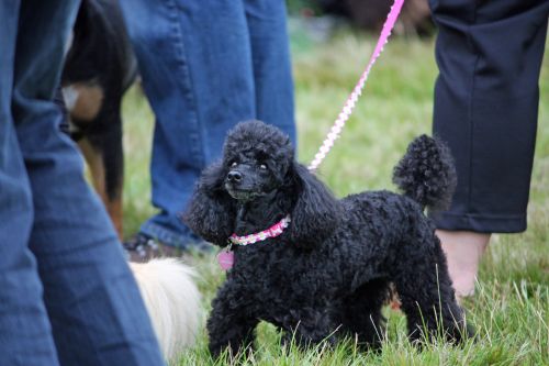 Cute Black Poodle Dog