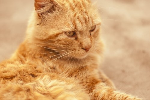 cute cat  long hair  pet