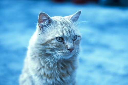 cute cat  long hair  pet