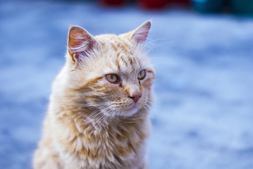 cute cat  long hair  pet