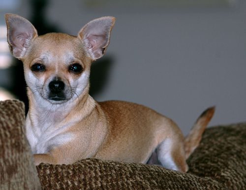 Cute Chihuahua Pup