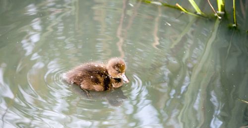 Cute Duckling Close-up