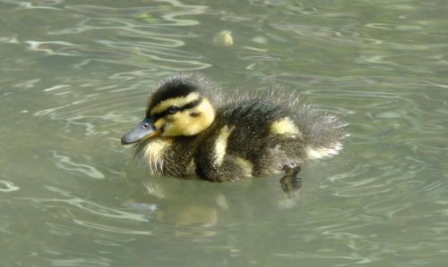 Cute Duckling In The Pond