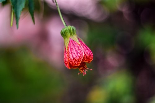 cute flower  flower  beauty