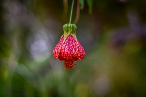 cute flower  flower  beauty