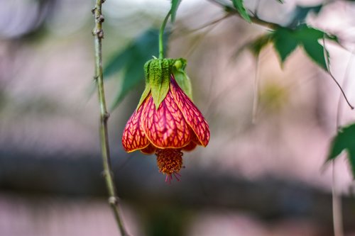 cute flower  flower  beauty