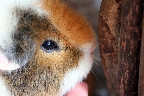 Cute Guinea Pig