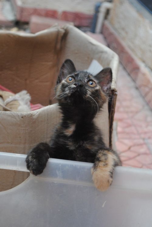 cute kitten kitten looking up cute