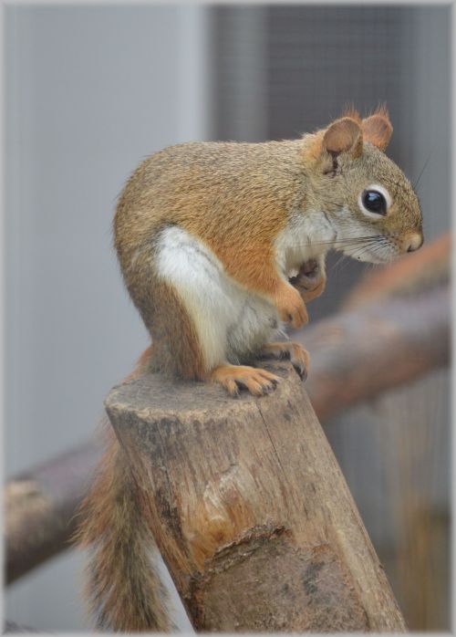 Cute Little Squirrel