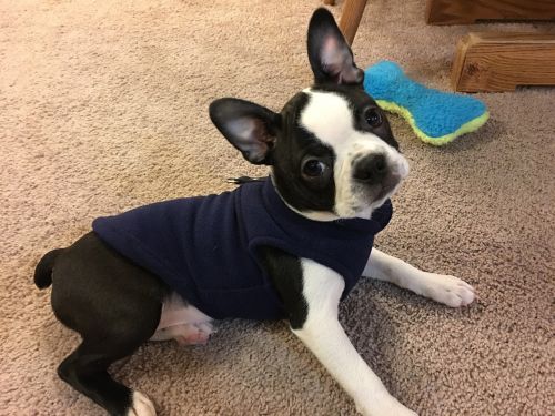 cute puppy sweater puppy