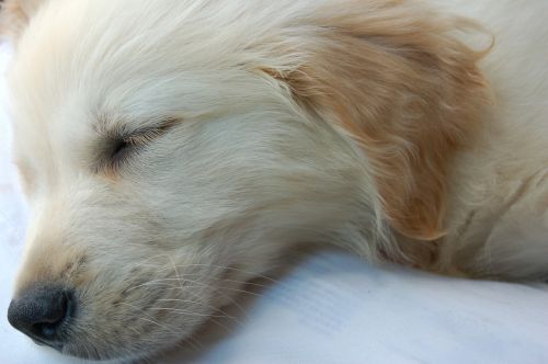 cute puppy dog sleeping puppy