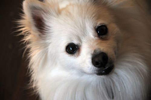 Cute White Pomeranian Puppy