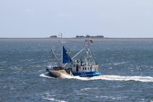 cutter shrimp networks