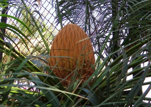 cycad sago palm cone