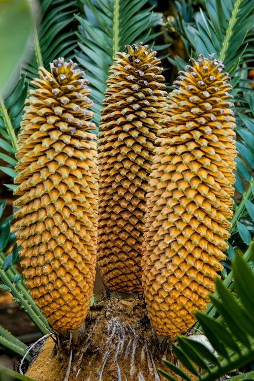 cycad evergreen plant