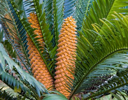 cycad plant garden