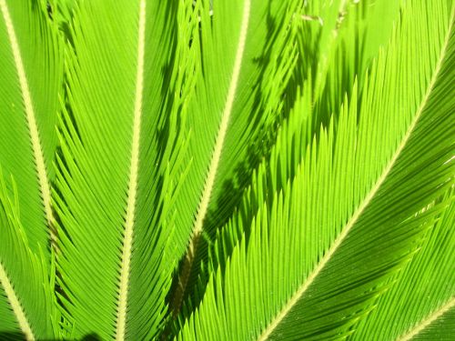 Cycad Leaves