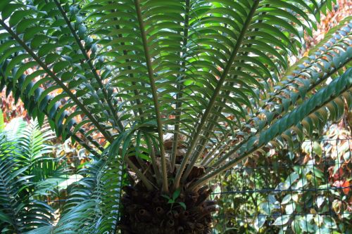 Cycad Plant 2