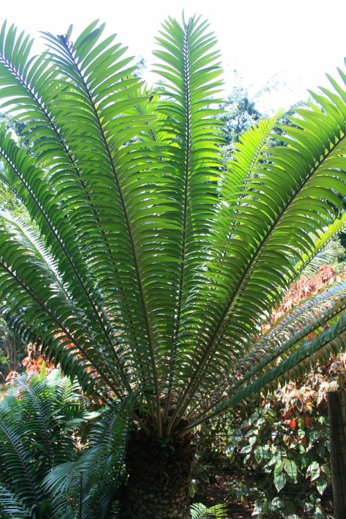 Cycad Plant 3