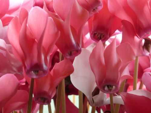 cyclamen flower pink