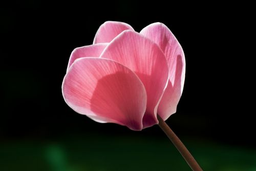 cyclamen flower rosa