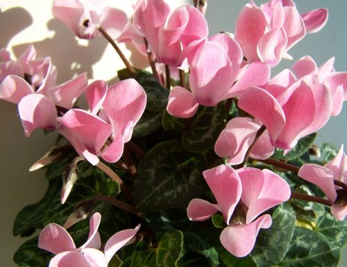 cyclamen pink potted plant