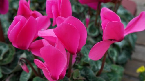 cyclamen flower pink