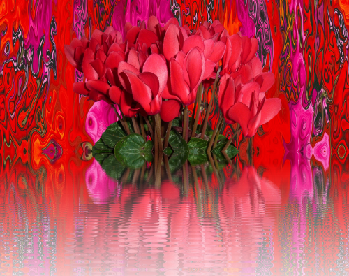 cyclamen flowers red