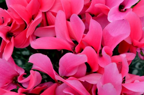 cyclamen flower pink