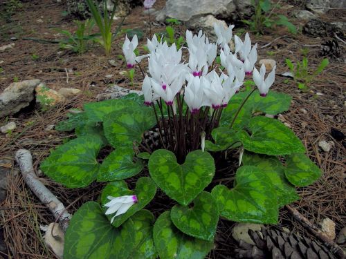 cyclamen flowers spring