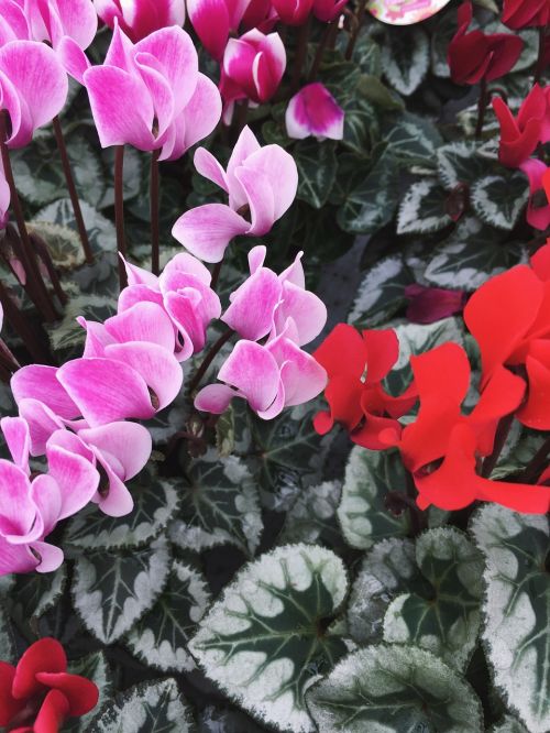 cyclamen plant flowers