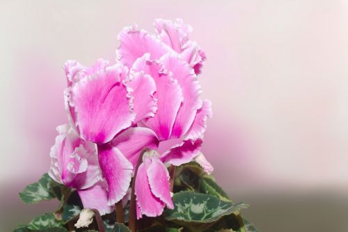 cyclamen cyclame blossom