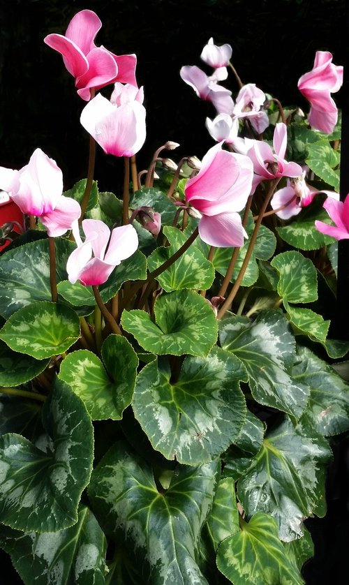 cyclamen  flora  nature