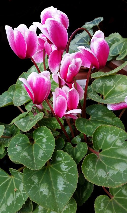 cyclamen  flower  plant