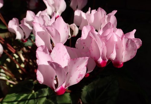 cyclamen  potted  plant