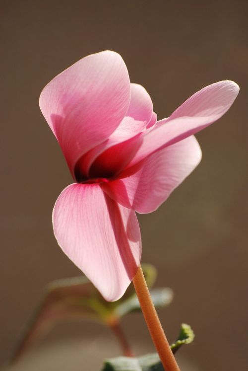 cyclamen pink flora