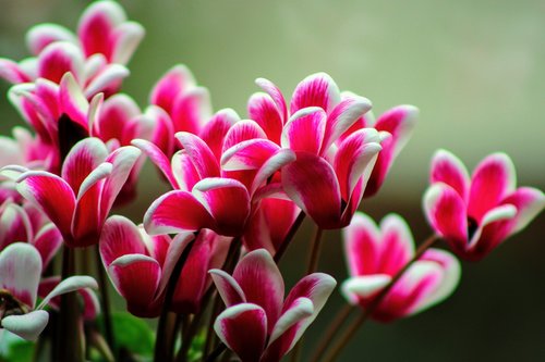 cyclamen  blossom  nature