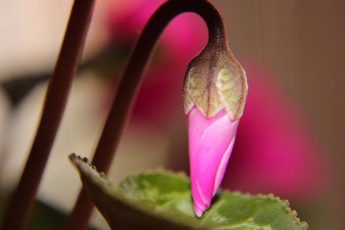 cyclamen  bud  pink