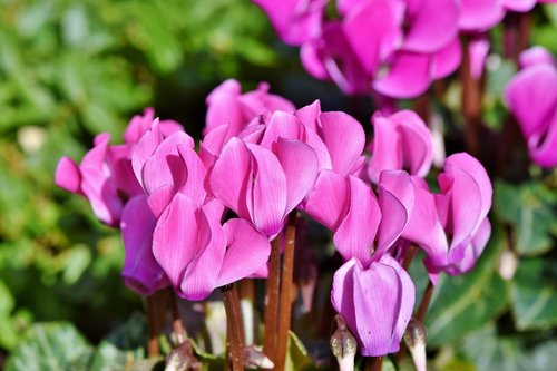 cyclamen  flower  plant