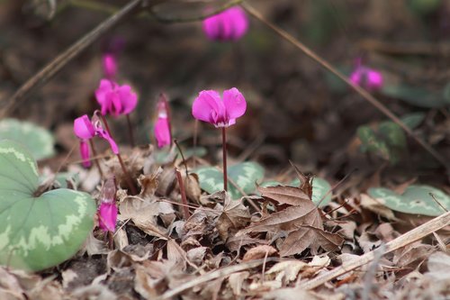 cyclamen  flowers  forest floor